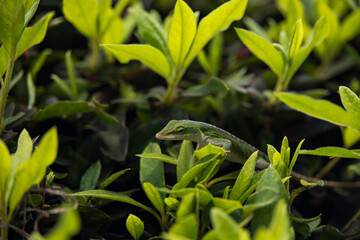 Gecko sitting on green leaves