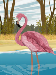 Flamingo bird stand in the water near a tropical shore with tall dry grass and trees. Birds of Africa and South America. Anser caerulescens. Realistic vector vertical landscape