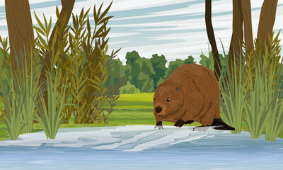 A beaver walks along the shore of the lake. Meadow with lush green grass, bushes and tall trees. Realistic vector landscape