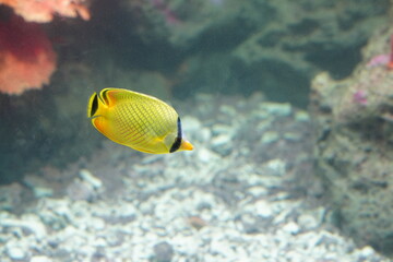 Yellow and white fish in the aquarium