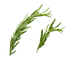 Set of green sprigs of fresh rosemary leaves isolated on white or transparent background
