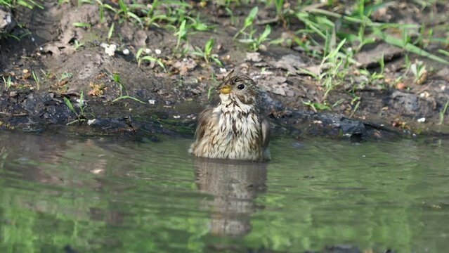 The corn bunting bird at bath time in a natural pond and beautiful background sound, Emberiza calandra