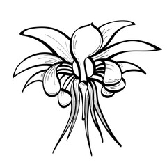 Blooming flower of the cocoa bean plant drawn in black outline. Flat doodle style. Vector illustration.