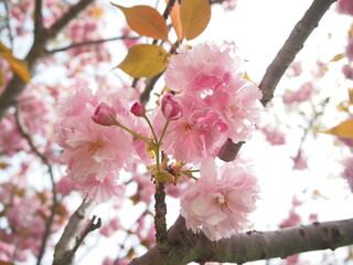 日本の桜