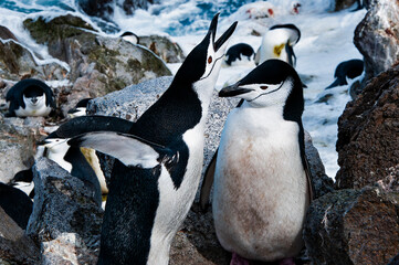 chinstrap penguins