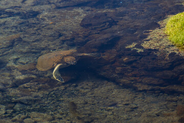 Loggerhead turtle in the water