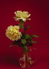 Some roses taken against different backgrounds