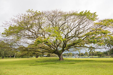 Landscape with large tree