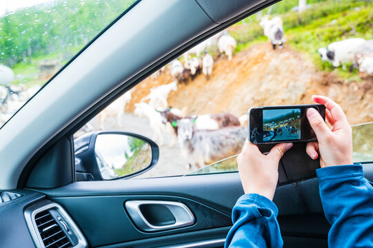 Person photographing herd of goats from car
