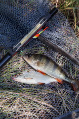 Common perch or European perch (Perca Fluviatilis) and common roach (Rutilus Rutilus) with float...