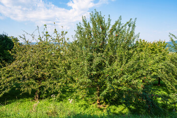 Fototapeta na wymiar Fruit trees at the foot of the Ehrenbürg, also called Walberla, near Kirchehrenbach/Germany