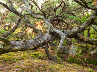 View of fallen twisted tree in spring forest