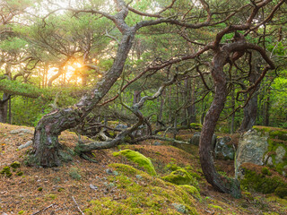 View of twisted trees in spring forest