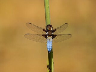 Male Broad-bodied Chaser Dragonfly Resting