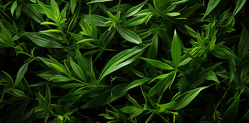 lush green  background