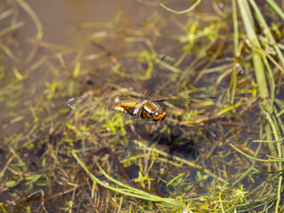 Female Broad-bodied Chaser Egg Laying