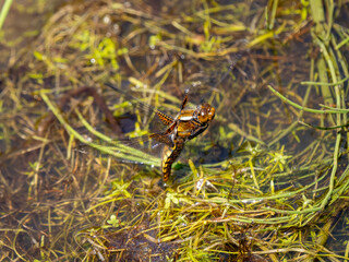 Female Broad-bodied Chaser Egg Laying