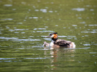 Female Great Crested Grebe with Chicks