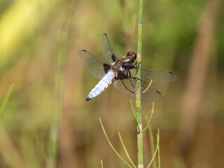 Male Broad-bodied Chaser Dragonfly Resting