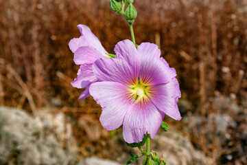 View of the beautiful blooming pink flower. Lebanon.
