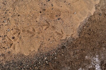Pigeon footprints on beach sand. Bird footprint, Birds. Animal track, Tracks. bird-watching, animals
