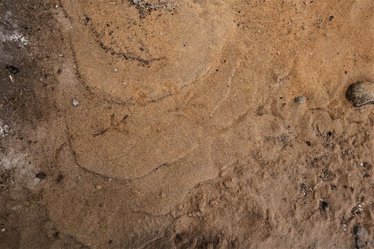 Pigeon footprints on beach sand. Bird footprint, Birds. Animal track, Tracks. bird-watching, animals
