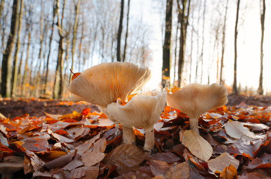 Clitocybe nebularis or clouded agaric mushroom in the autumn forest, colorful foliage and trees, edible fungus with water in the cap