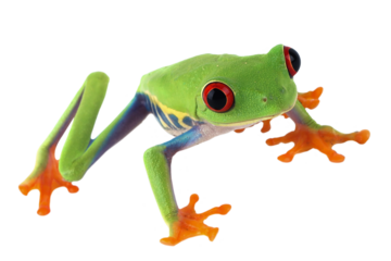 Red-eyed tree frog on white background, red-eyed tree frog (Agalychnis callidryas) closeup on isolated background