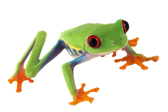 Red-eyed tree frog on white background, red-eyed tree frog (Agalychnis callidryas) closeup on isolated background