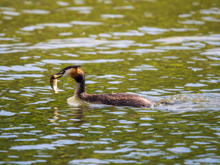 Male Great Crested Grebe witha Fish