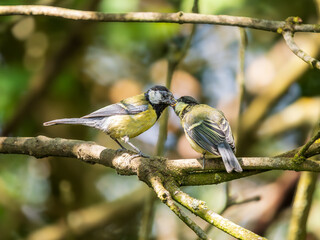 Juvenile Blue Tit Being Fed by its Female