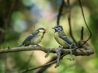 Obraz premium Juvenile Blue Tit Being Fed by its Female