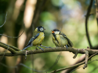 Juvenile Blue Tit Being Fed by its Female