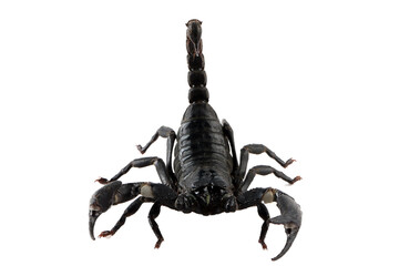 Asian  forest scorpion 