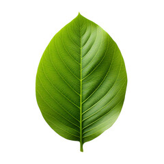 green leaf isolated on transparent or white background	