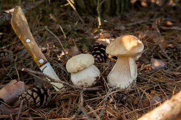 Two porcini mushrooms in pine tree forest at autumn season..