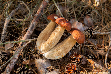 Triple porcini mushroom grows in pine tree forest at autumn season..