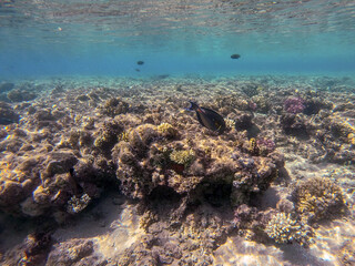 Surgeon fish or sohal tang fish (Acanthurus sohal) at the Red Sea coral reef..