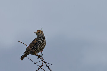 Étourneau sansonnet - Sturnus vulgaris Linnaeus - passereaux
