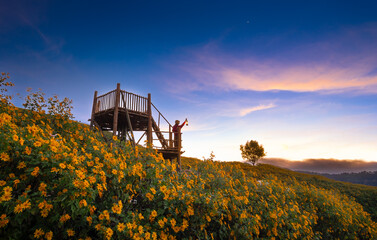 Beautiful woman holding lamp at Buatong Mexican Sunflower Field in  Sunrise From view point at Khun...