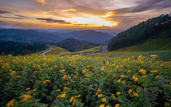 Beautiful Wide Angle of Buatong Mexican Sunflower Field in The Sunset From view point. Tithonia Diversifolia on Tung Bua Tong Mountain in winter on Doi Mae U-Kho in Mae Hong Son, Thailand.
