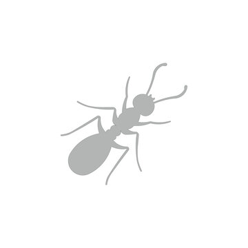 icon ant animal template design trendy