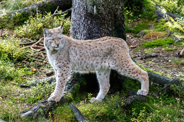 Luchs