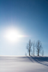 冬の青空と雪の丘の上の冬木立