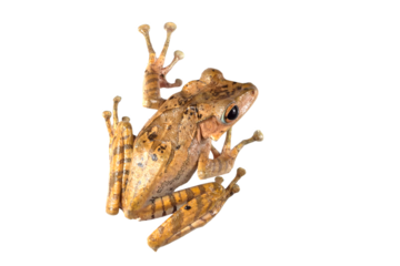 Polypedates otilophus closeup on white background, Polypedates otilophus closeup