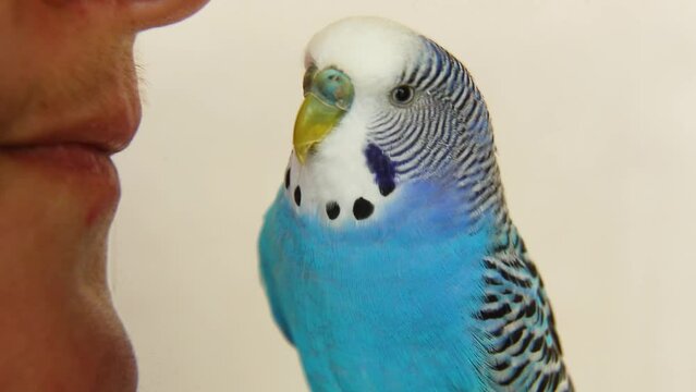 The owner is talking to a budgie. The friendship of man and bird. 