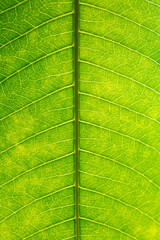 Green leaf macro detail pattern,Green leaf background texture, macro photography,Abstract closeup green leaf texture background