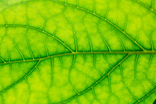 Green leaf macro detail pattern,Green leaf background texture, macro photography,Abstract closeup green leaf texture background