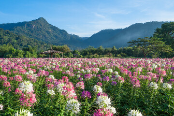 Beautiful colorful spider flowers blossom in the flower field and big mountain.
