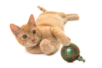 Playful red ginger cat roling over on a white background playing with a christmas ornament